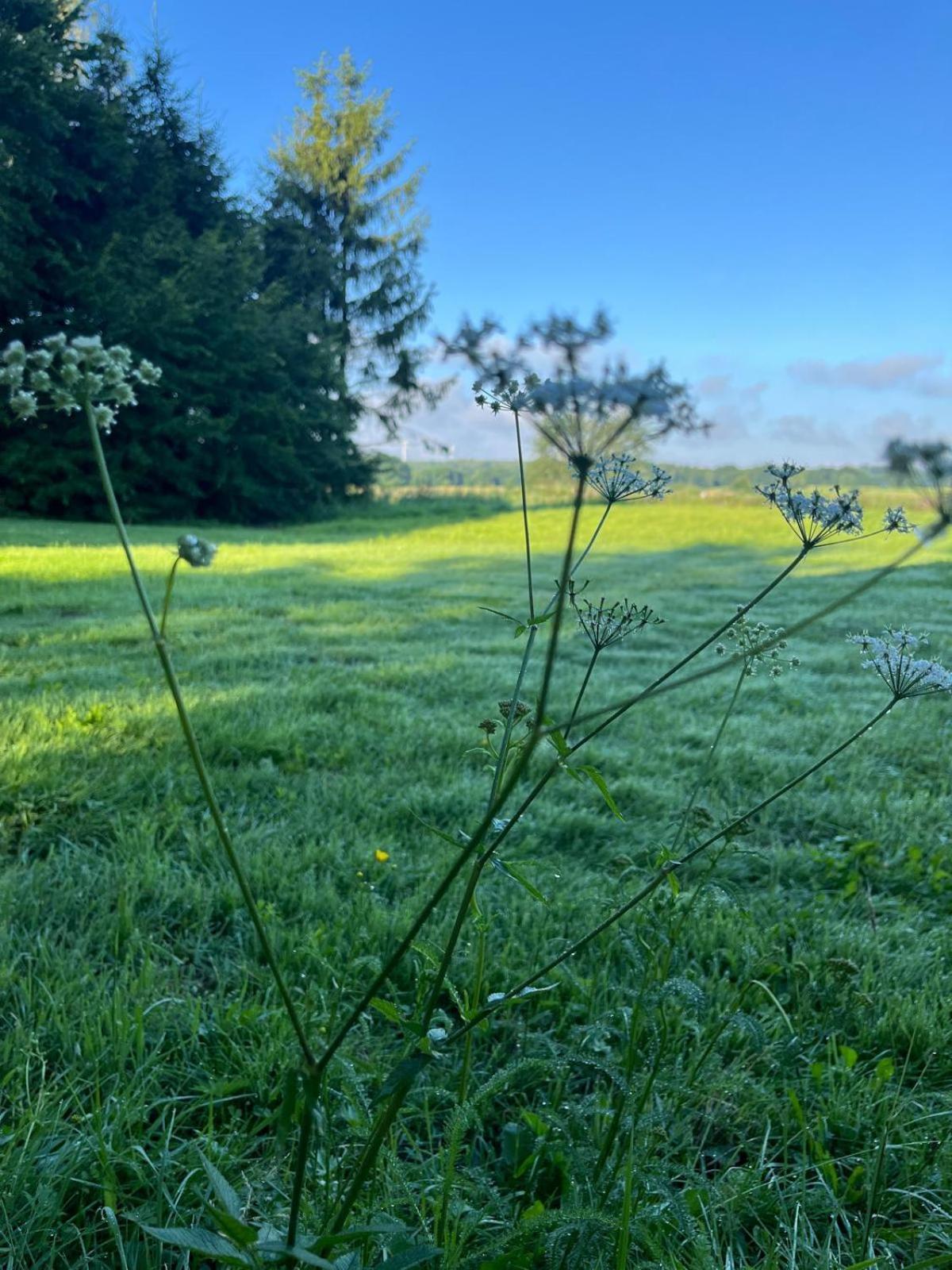 Osada Karszewo, Sauna Bania, Ryby Buitenkant foto